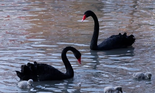 Black Swan